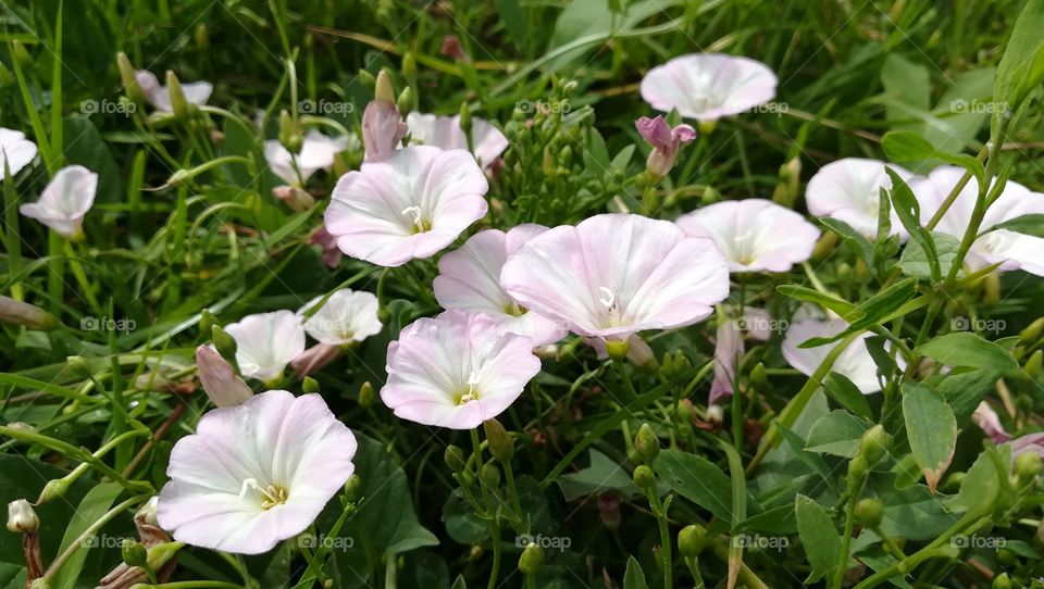 Field flowers