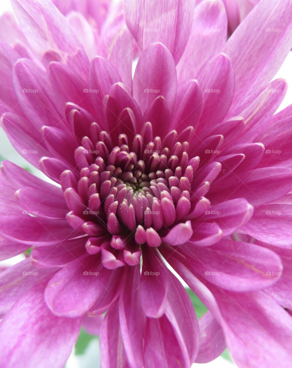 Pink flower in bloom