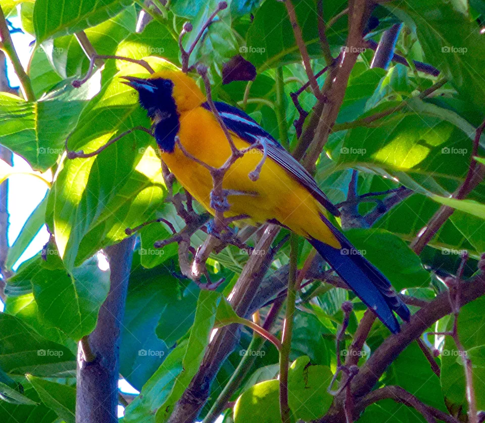 Oriole