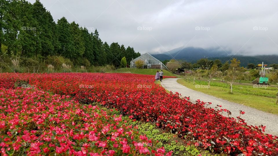 Flower fields