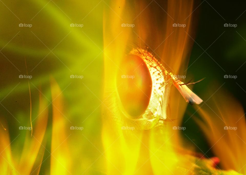 Close-up of insect on fire