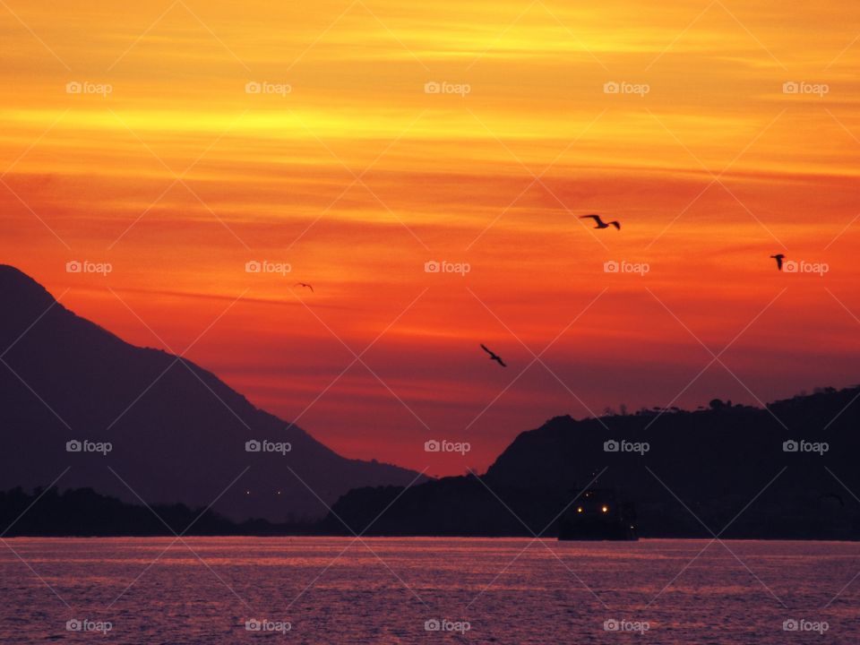 Silhouette of a birds flying over sea during sunset