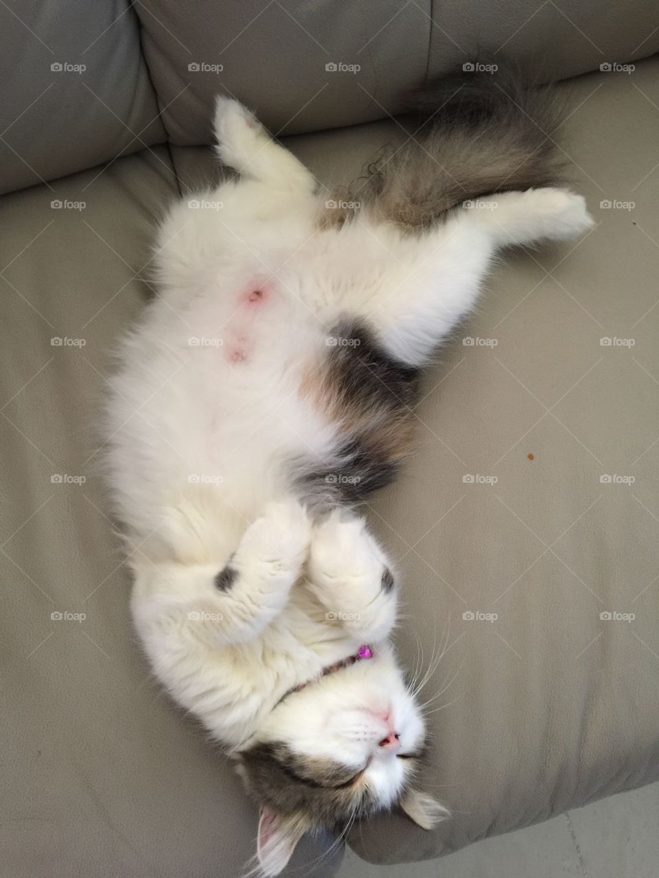 calico cat. preggy cat calico sleeping in her style