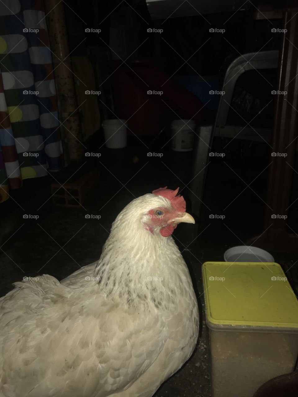 Lupita, es la mascota de la casa y la queremos mucho, la consentimos y ella pone todos los días huevos, la mejor y es consentida.