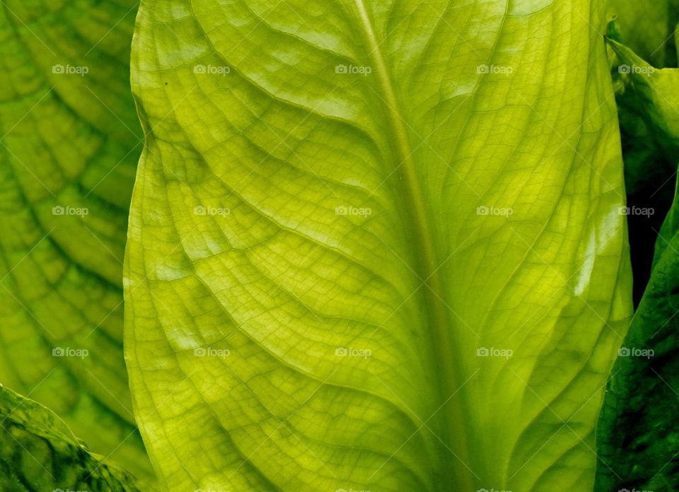 A green patterned leaf