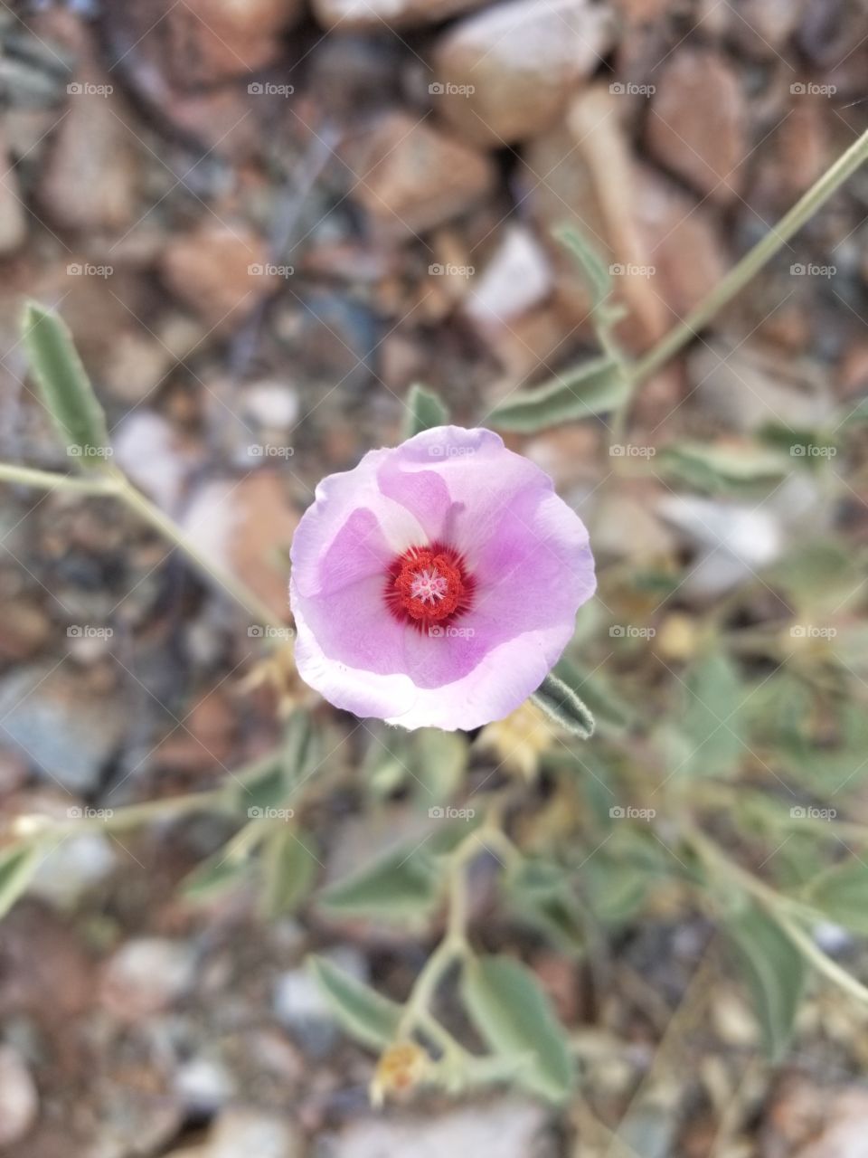 Pink Flower in Tucson Mountains