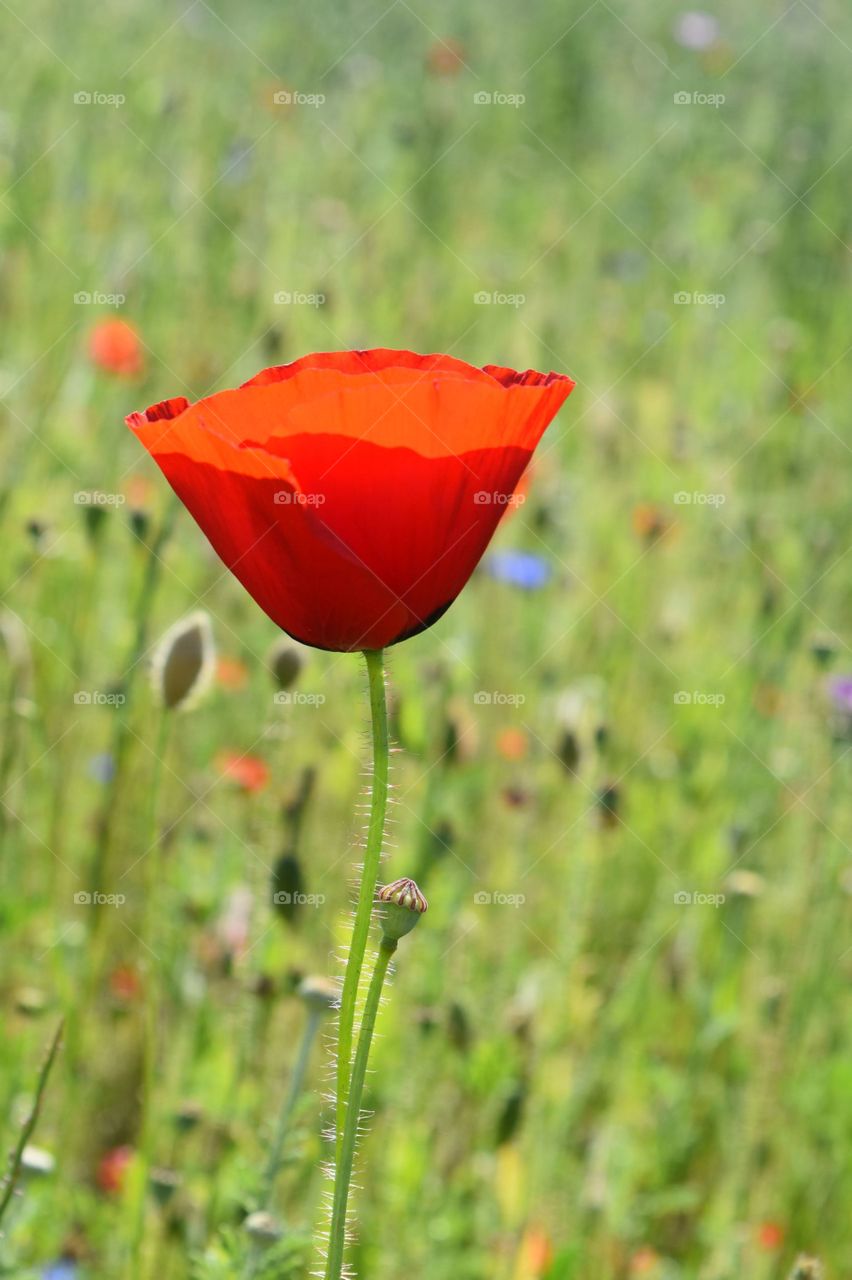 Red papaver on the green field