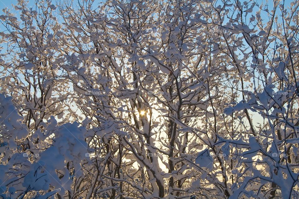 Sun through trees. Sun shines through these snow-covered trees in Anchorage Alaska