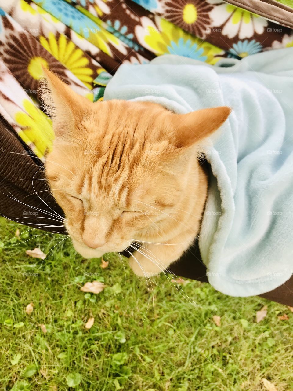 Adorable cats are doing what they do best...looking absolutely adorable with everything they do! 