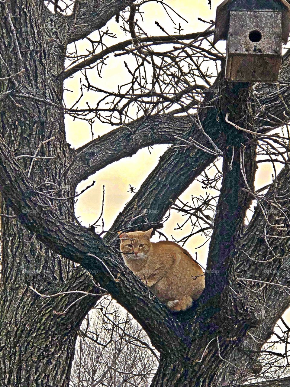 Cat birdwatching