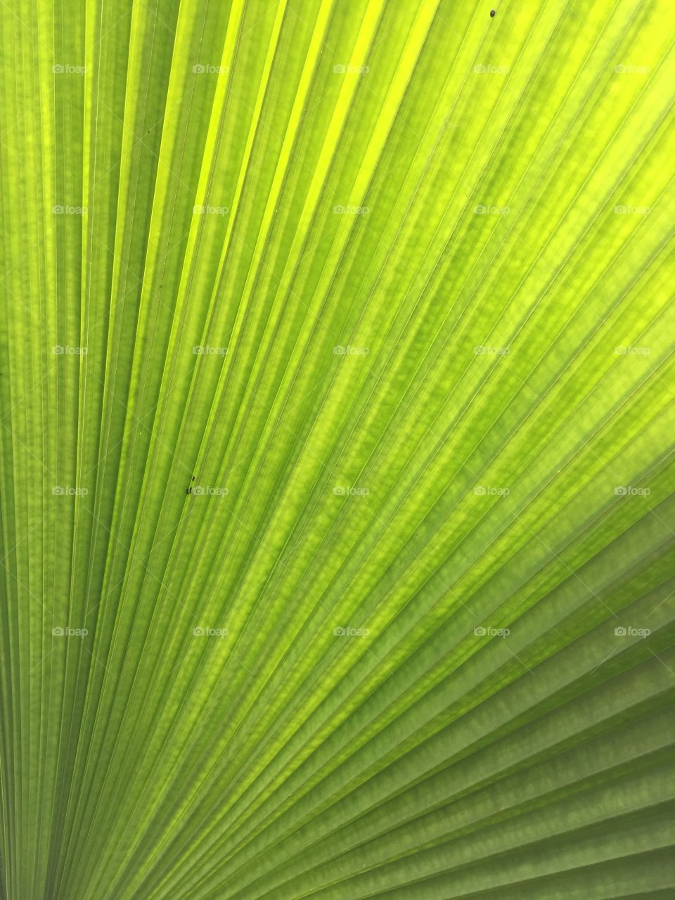 Palm leaves under the sun
