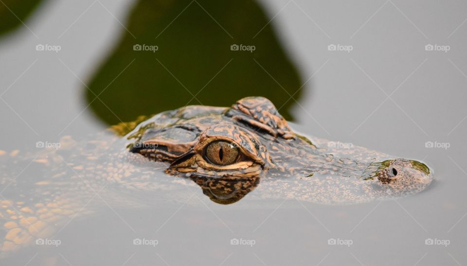 Baby alligator keeping an eye