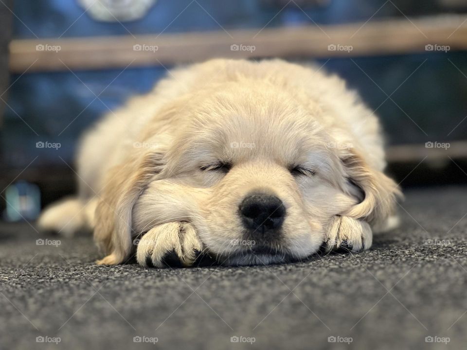 Sleeping puppy