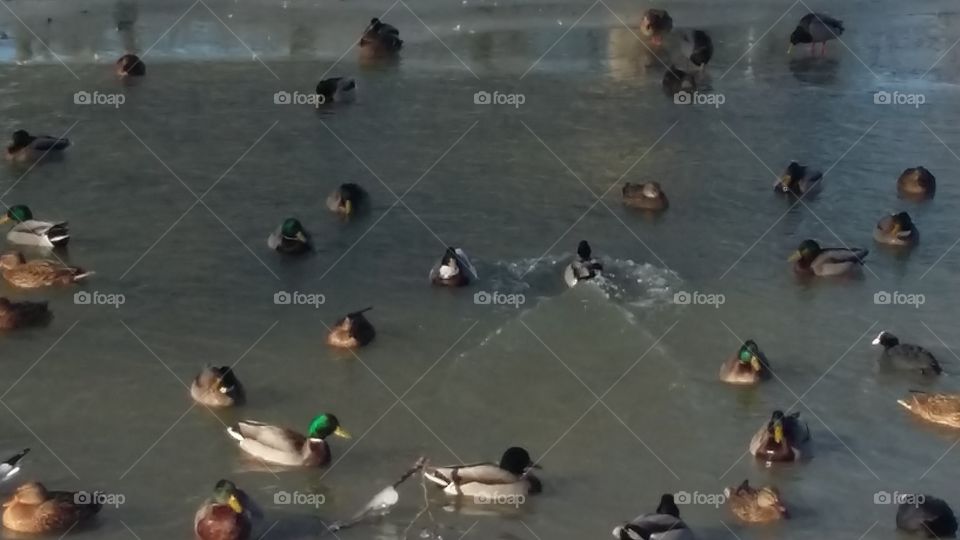 all ducks swim in the water