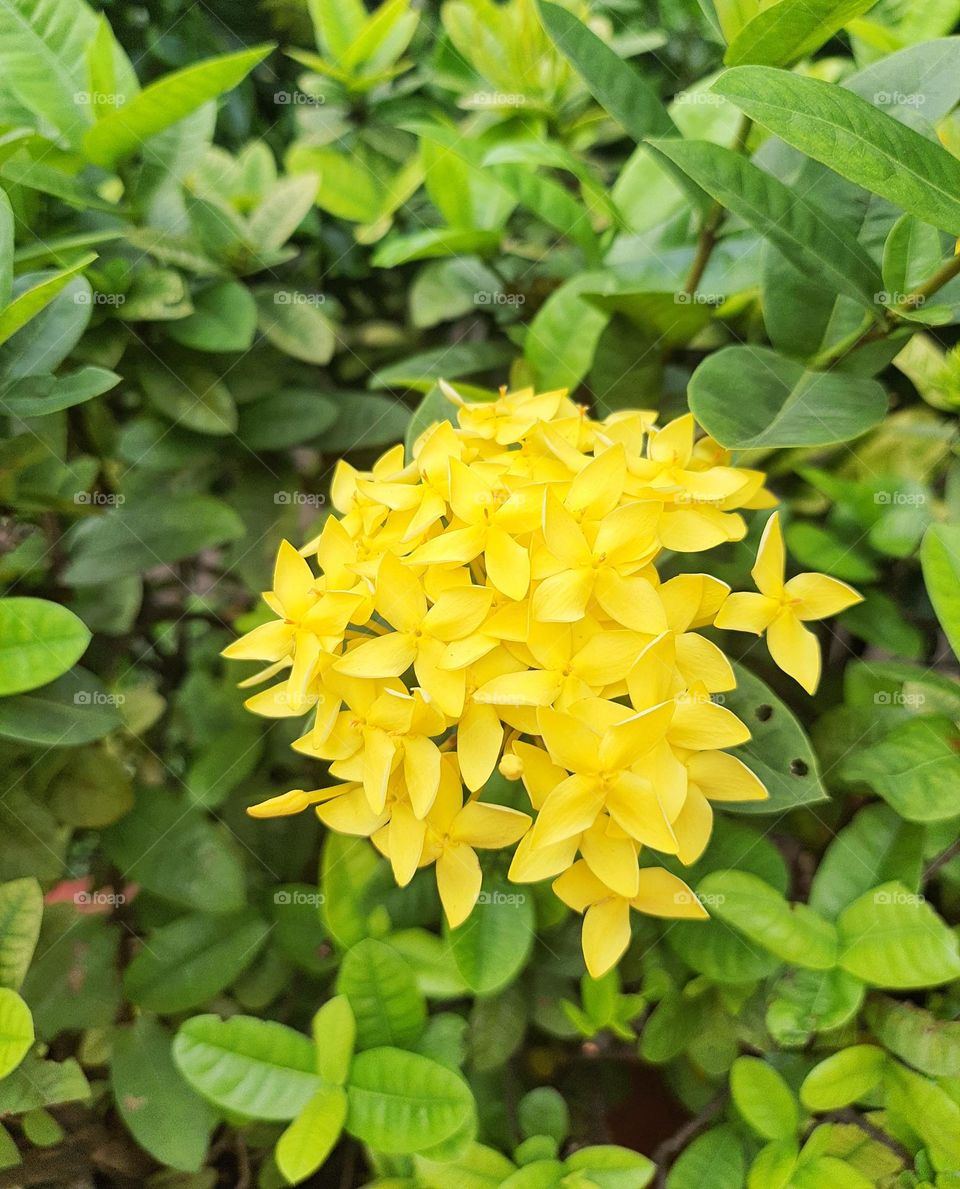 Asoka Flower