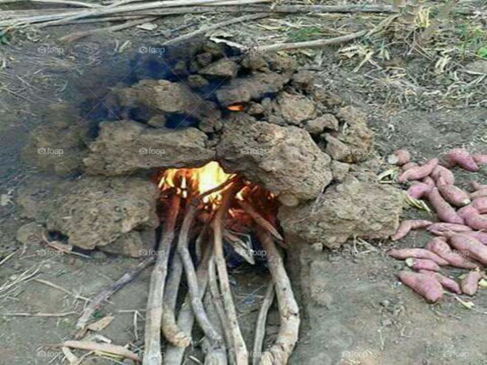 Local way of getting food especially roasting sweet potatoes by herdsmen
