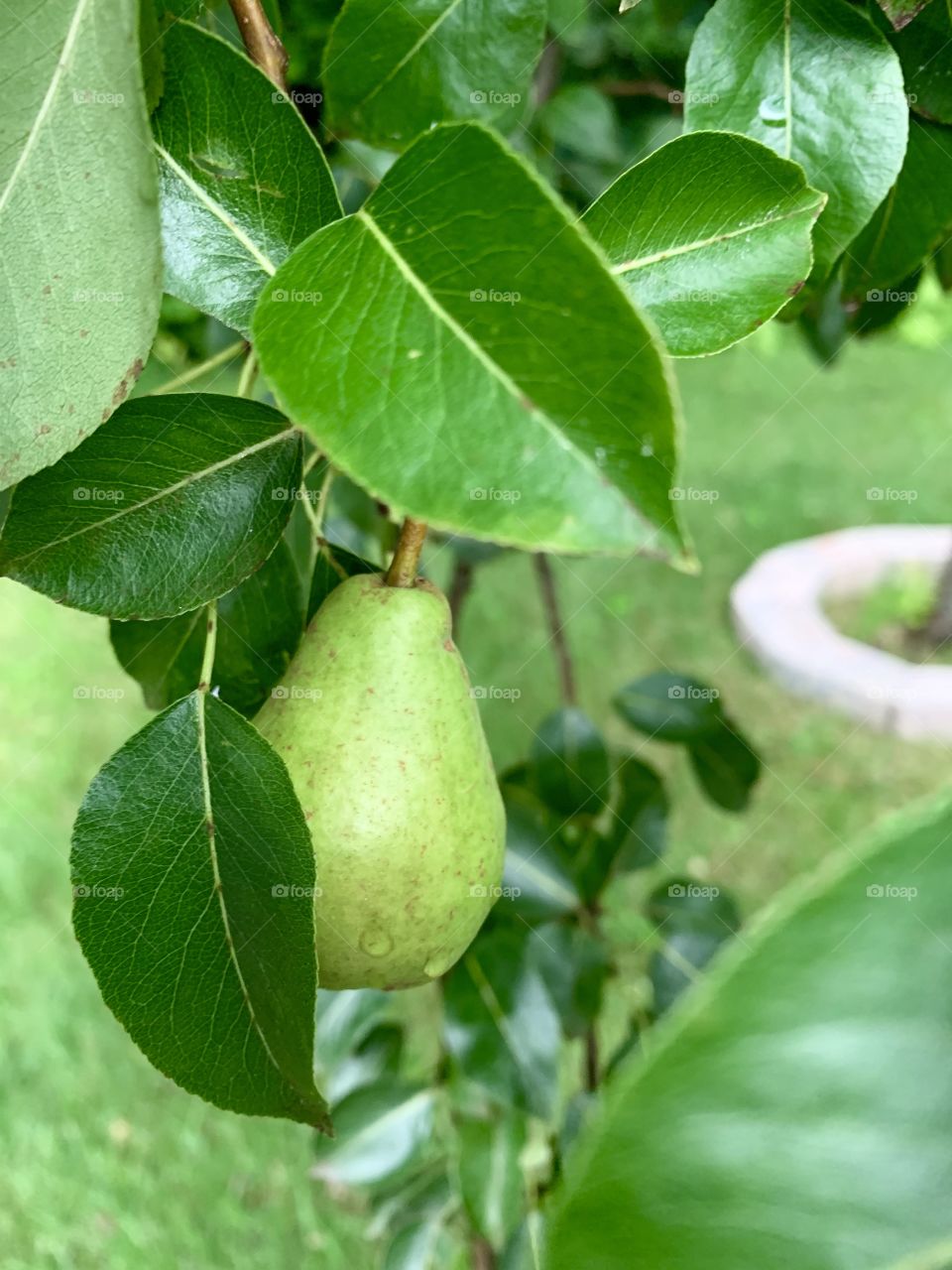Pear tree