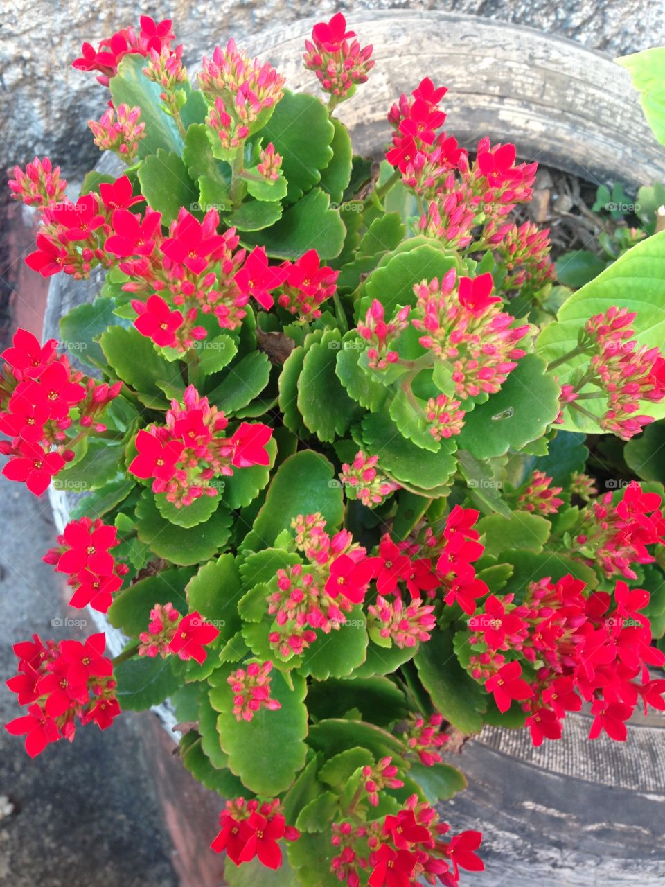 Look how beautiful this red flowers are,they are so kind and sweet,it's beautiful to see the green and the red together! 