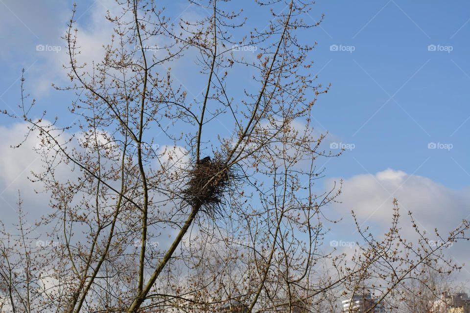 birds nest spring nature blue sky background