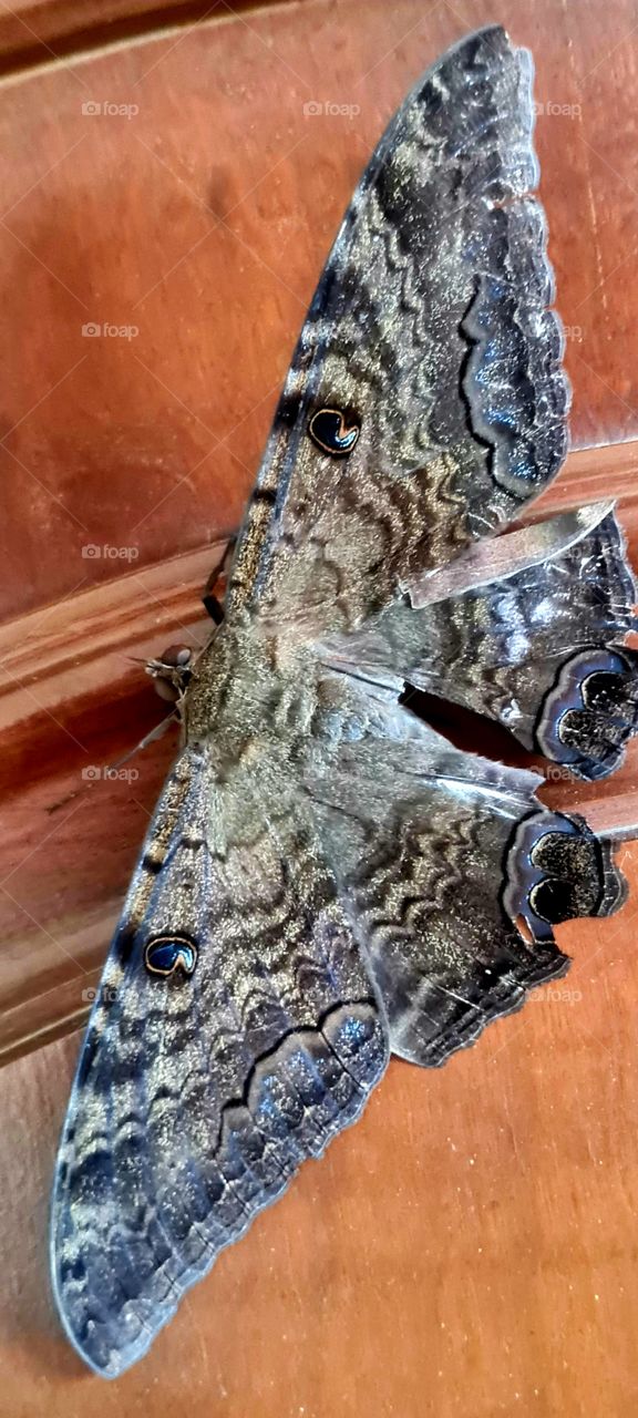 O melhor 'Bom dia' dado pela magnífica Mariposa Azul !! Seja Bem Vinda!!