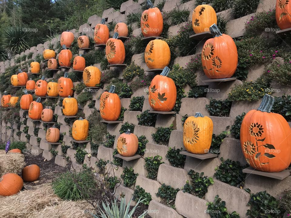 Wall of carved pumpkins and jack-o-lanterns