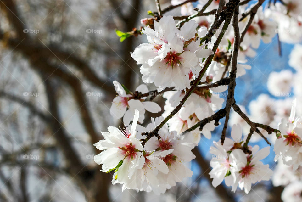 Almond flowers