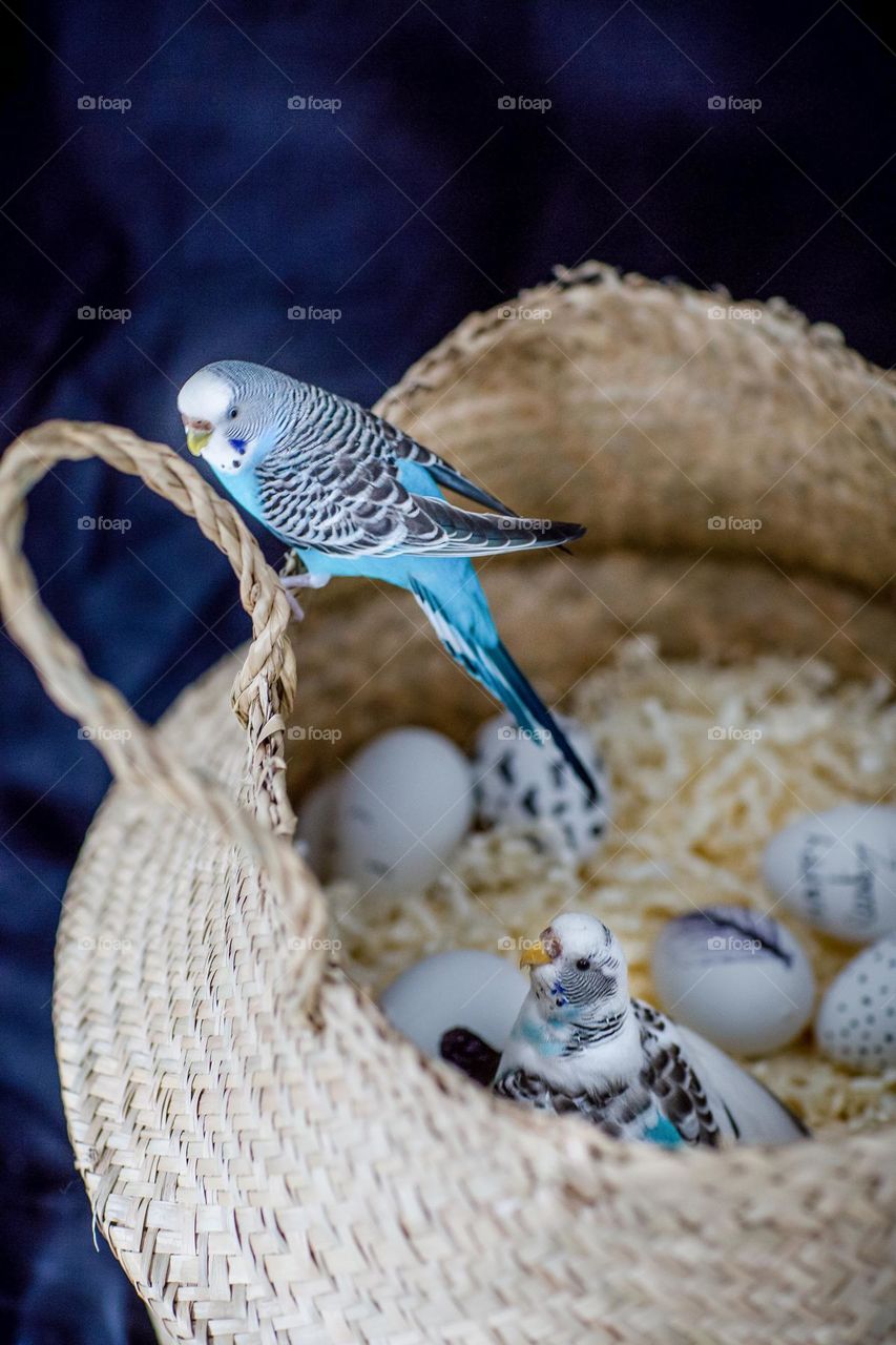blue and black birds are resting on the basket