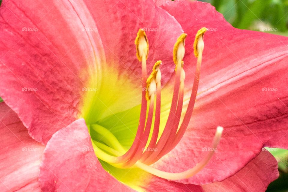 Pink lily 