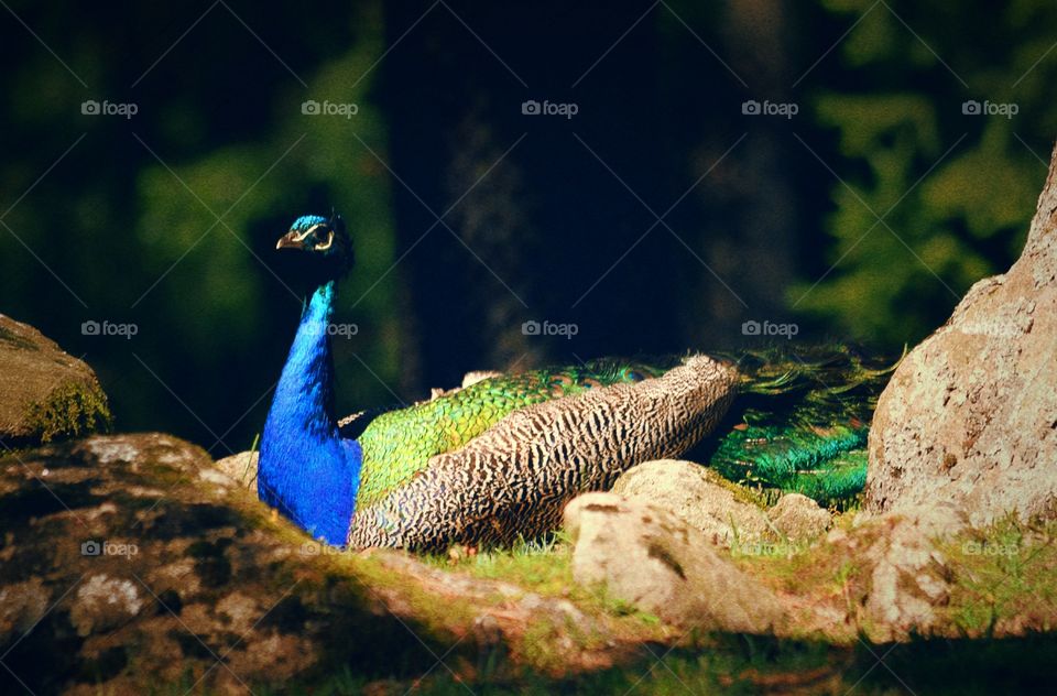 Peacock. Beautiful peacock resting