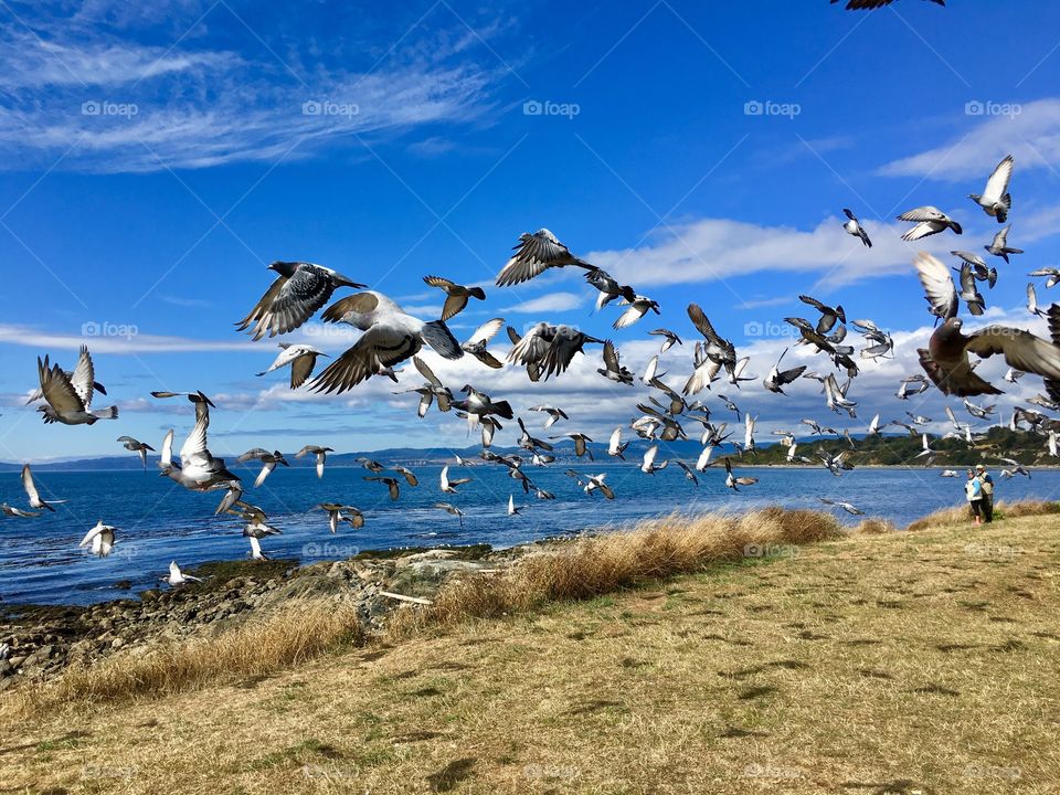Flock of seagulls on the coast