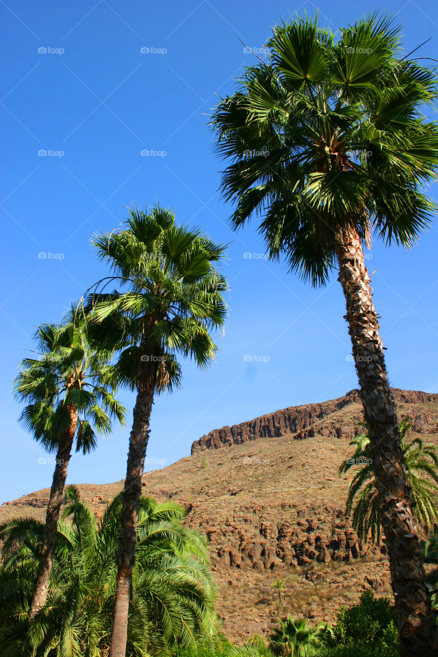 No Person, Tree, Palm, Travel, Sky