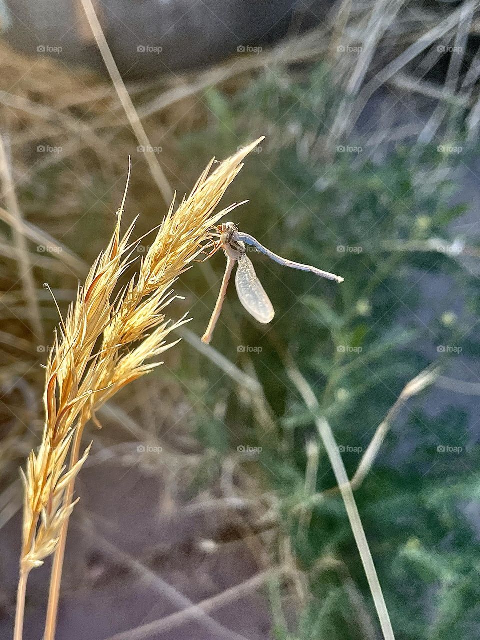 A photo of a blue dragon fly holding onto a plant. 