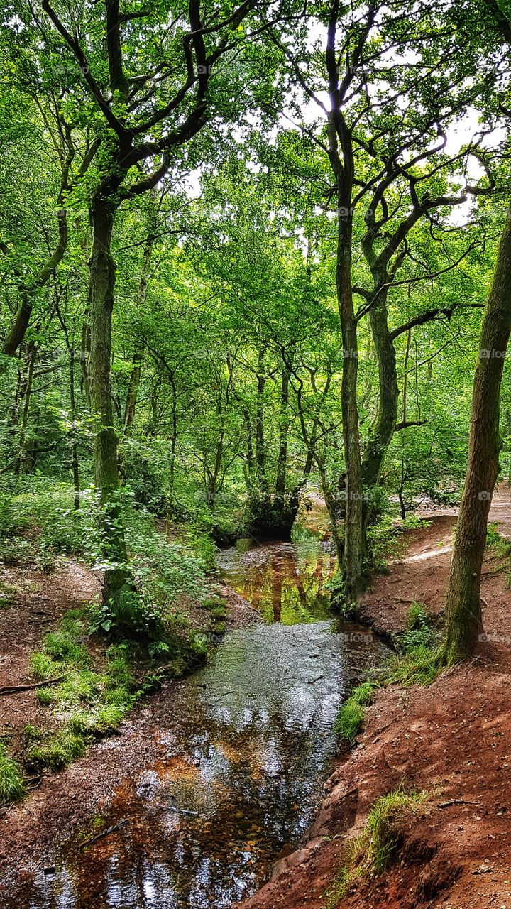 Forest stream