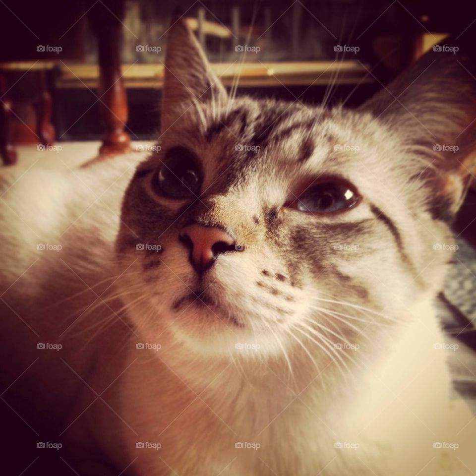 Lynxpoint Siamese Cat