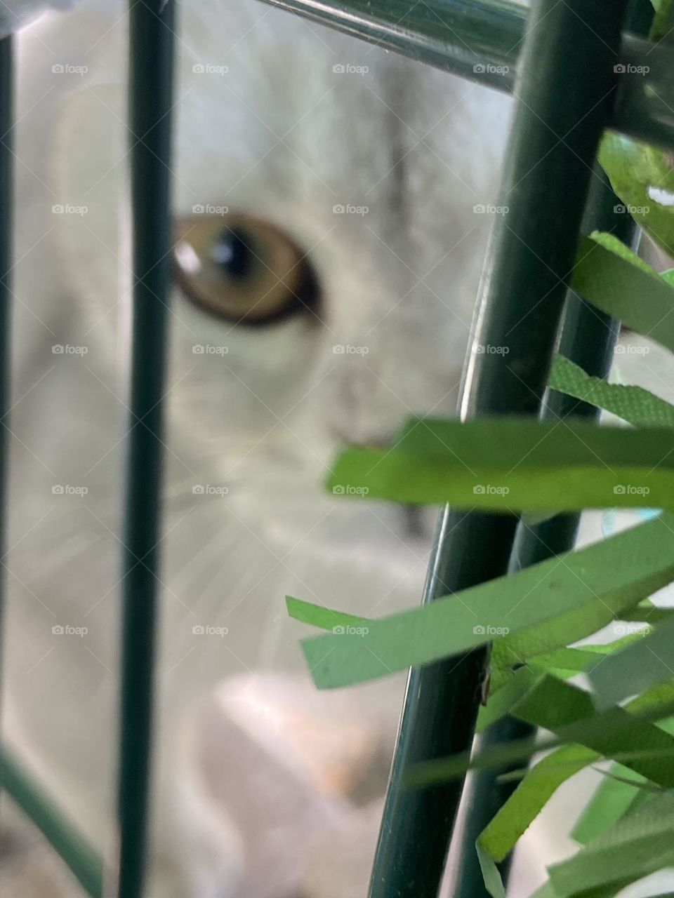 Curiosity on Paws: This inquisitive little neighbor peeks into our garden, wondering what secrets lie within. Is it the scent of flowers, the rustle of leaves, or just the promise of adventure?
 