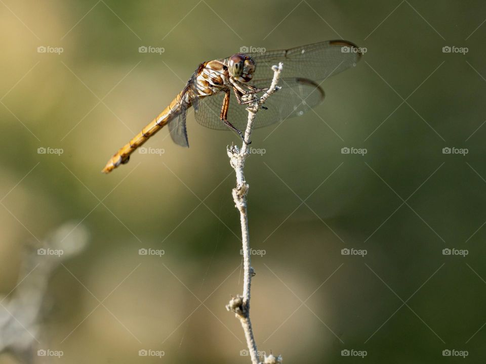 A dragonfly exhibits coloring similar to that of a giraffe as it rests on a fragile stick