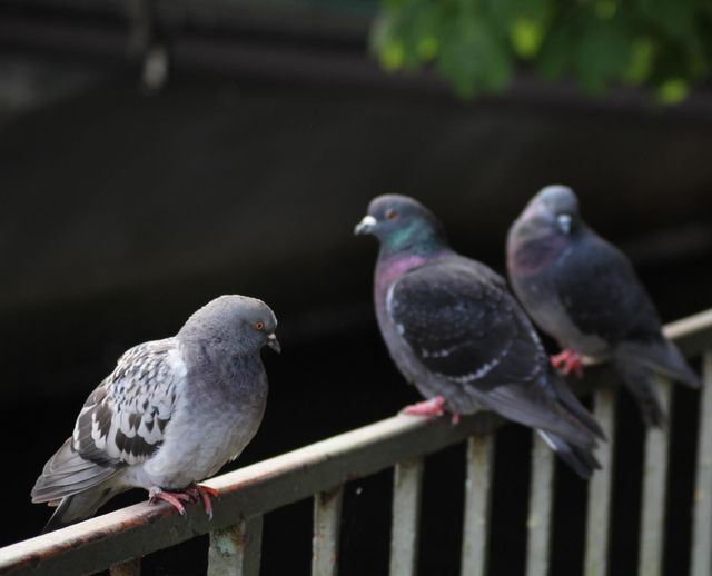 The sad feeling when the pigeon you love already loves someone else.