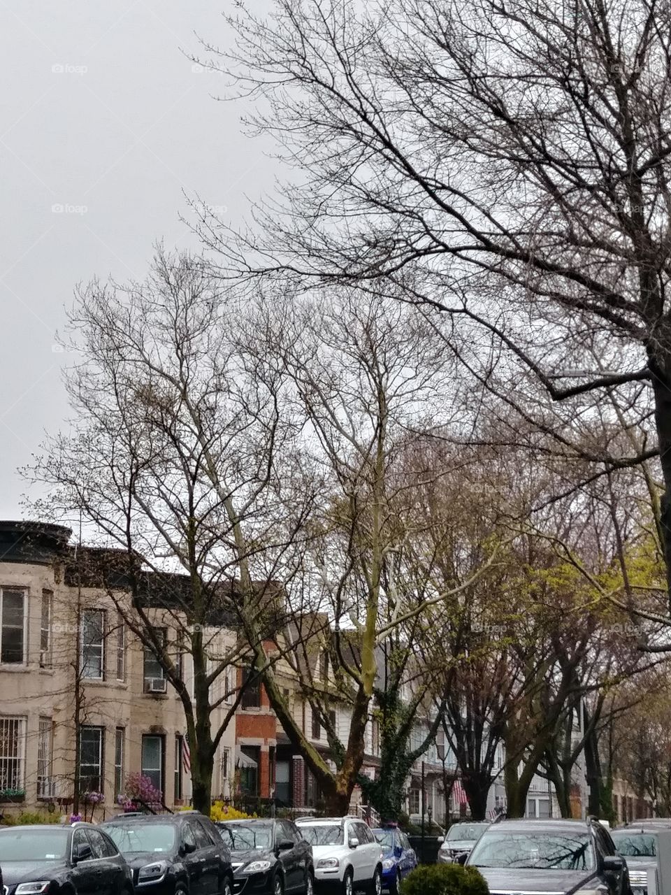 brownstones trees Brooklyn