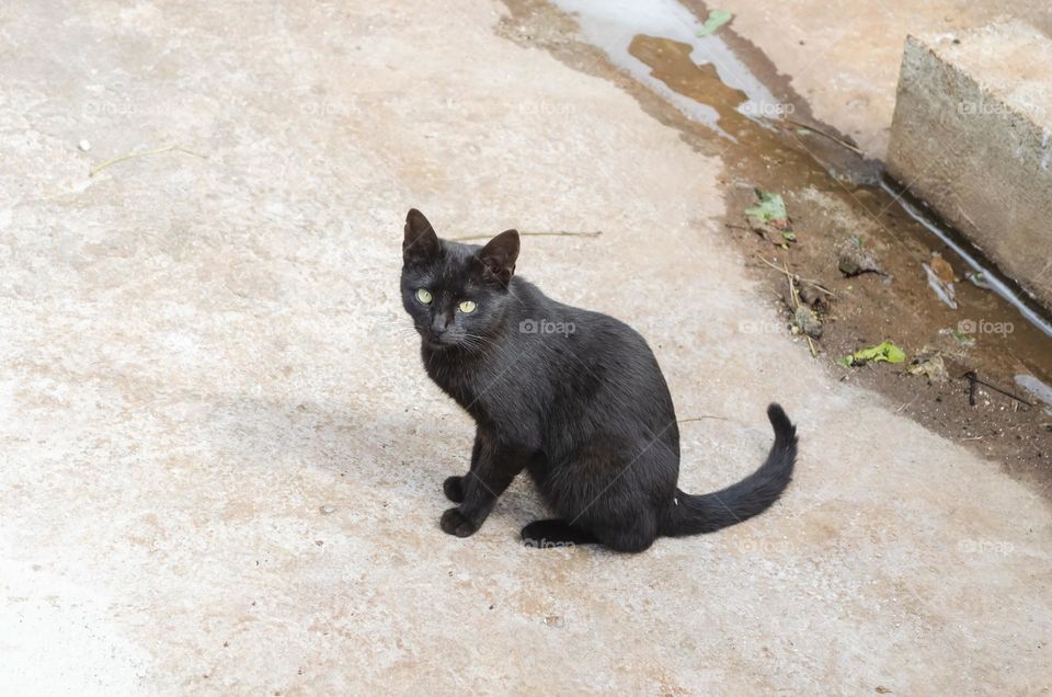 Black Cat Sitting