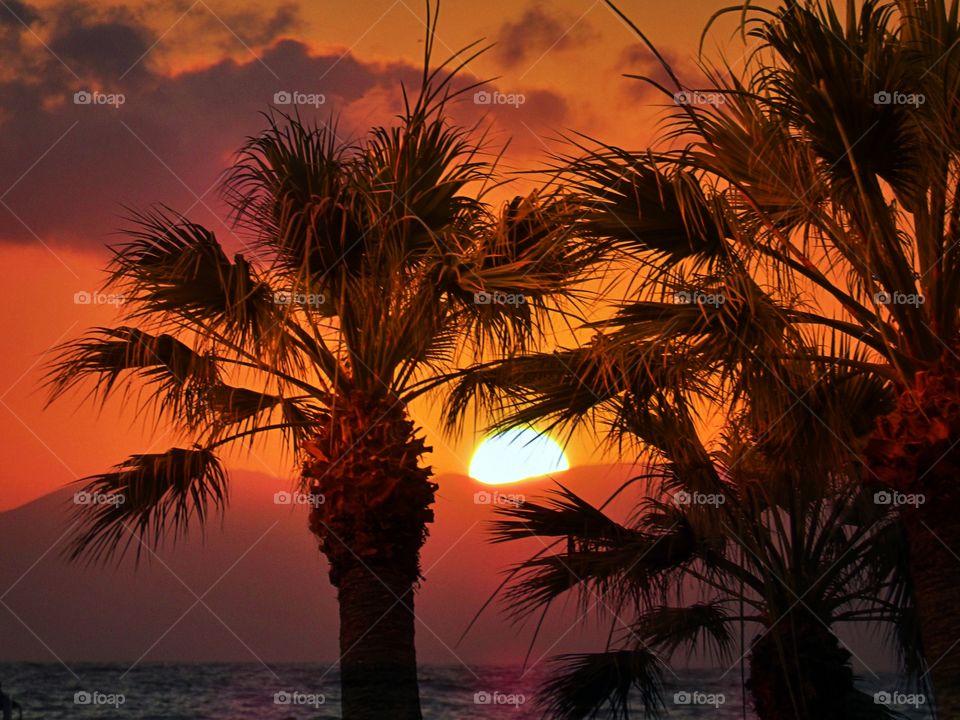 Sunset with palm on the beach