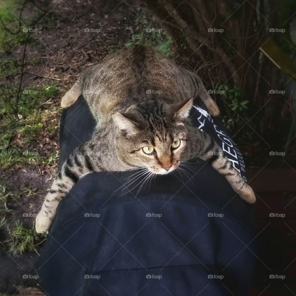 "My Grill" - a tabby cat stretched out over the top of a bar b q grill