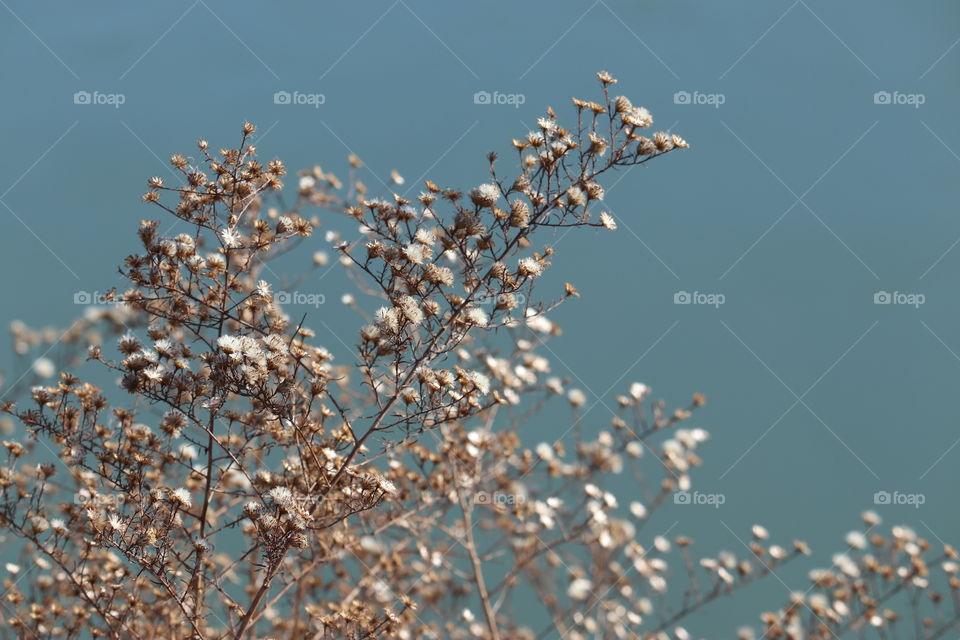 Dry brown plant in winter at the edge of the water.