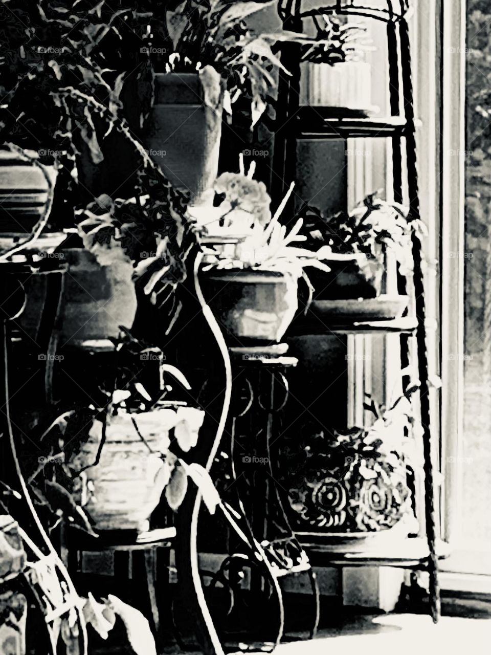 B&w plants 