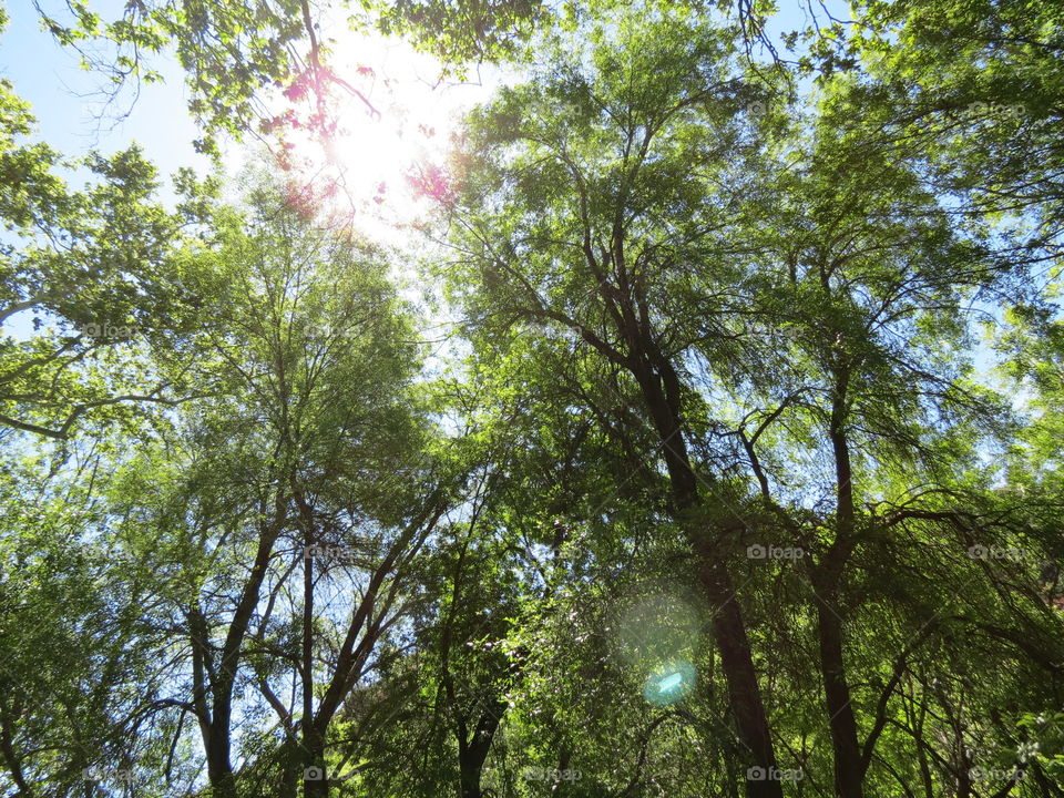 Low angle view of a tree branch