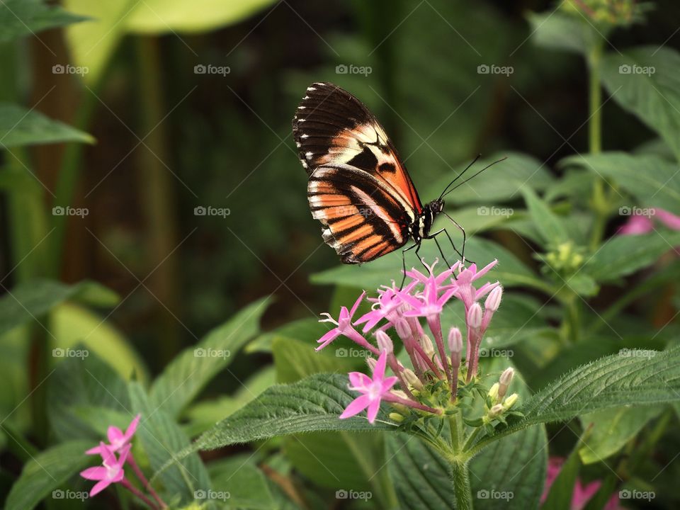 Mariposa absorbiendo néctar de las flores 