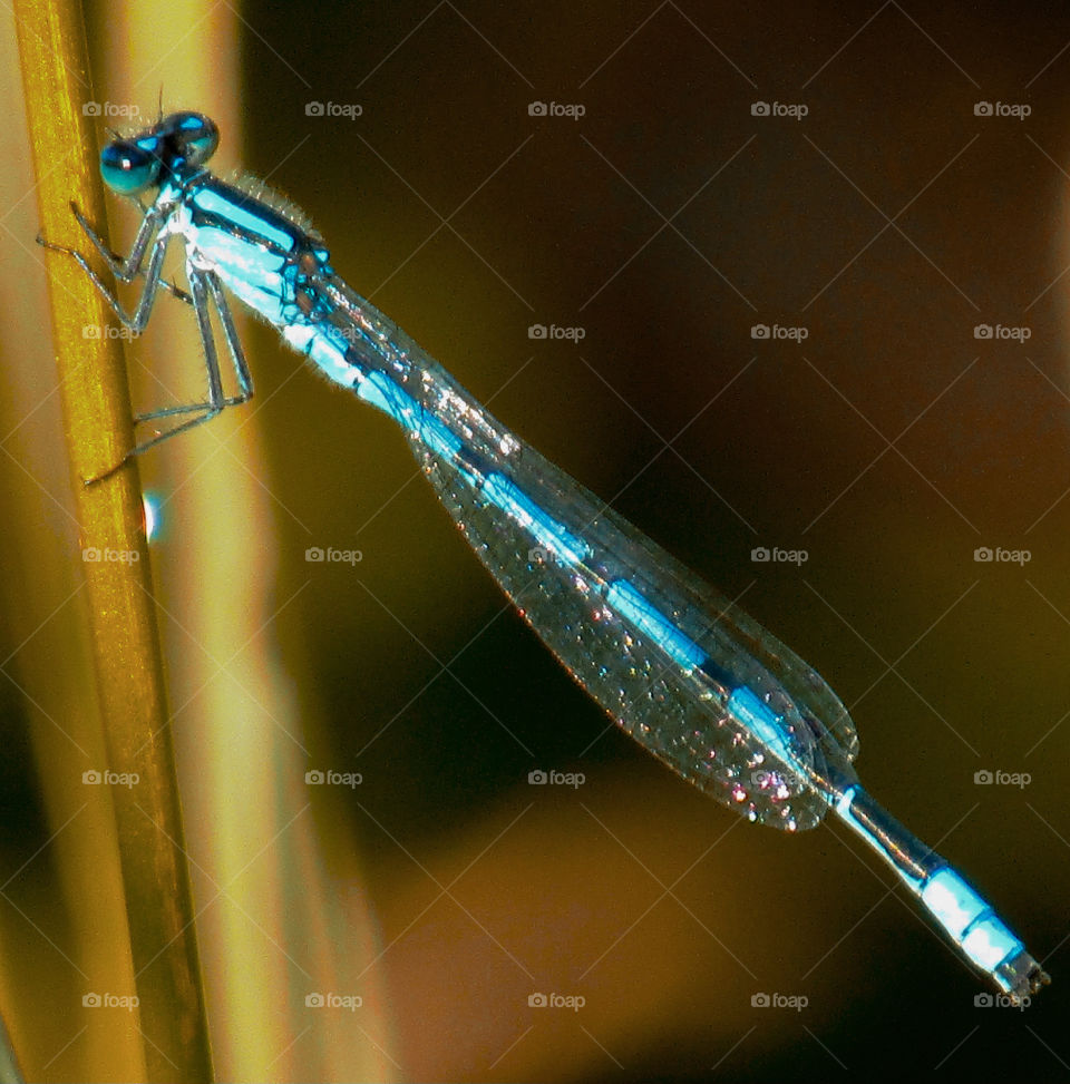 Blue Dragonfly 