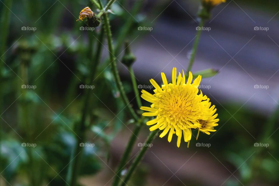 Dandelion