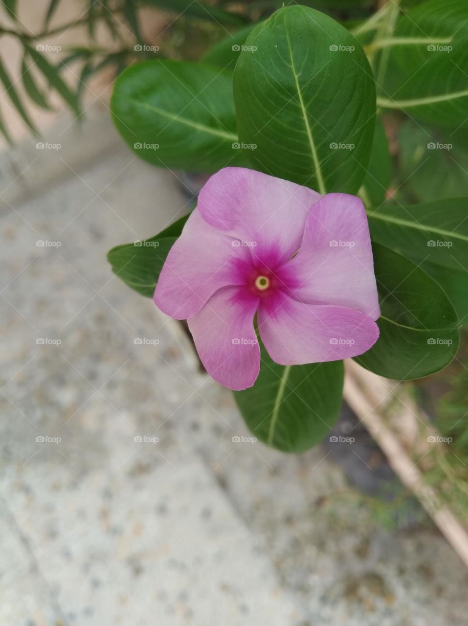 periwinkle pink flower seasonal fresh shurb small colour flowers seasonal fresh shurb small size looks very beautiful