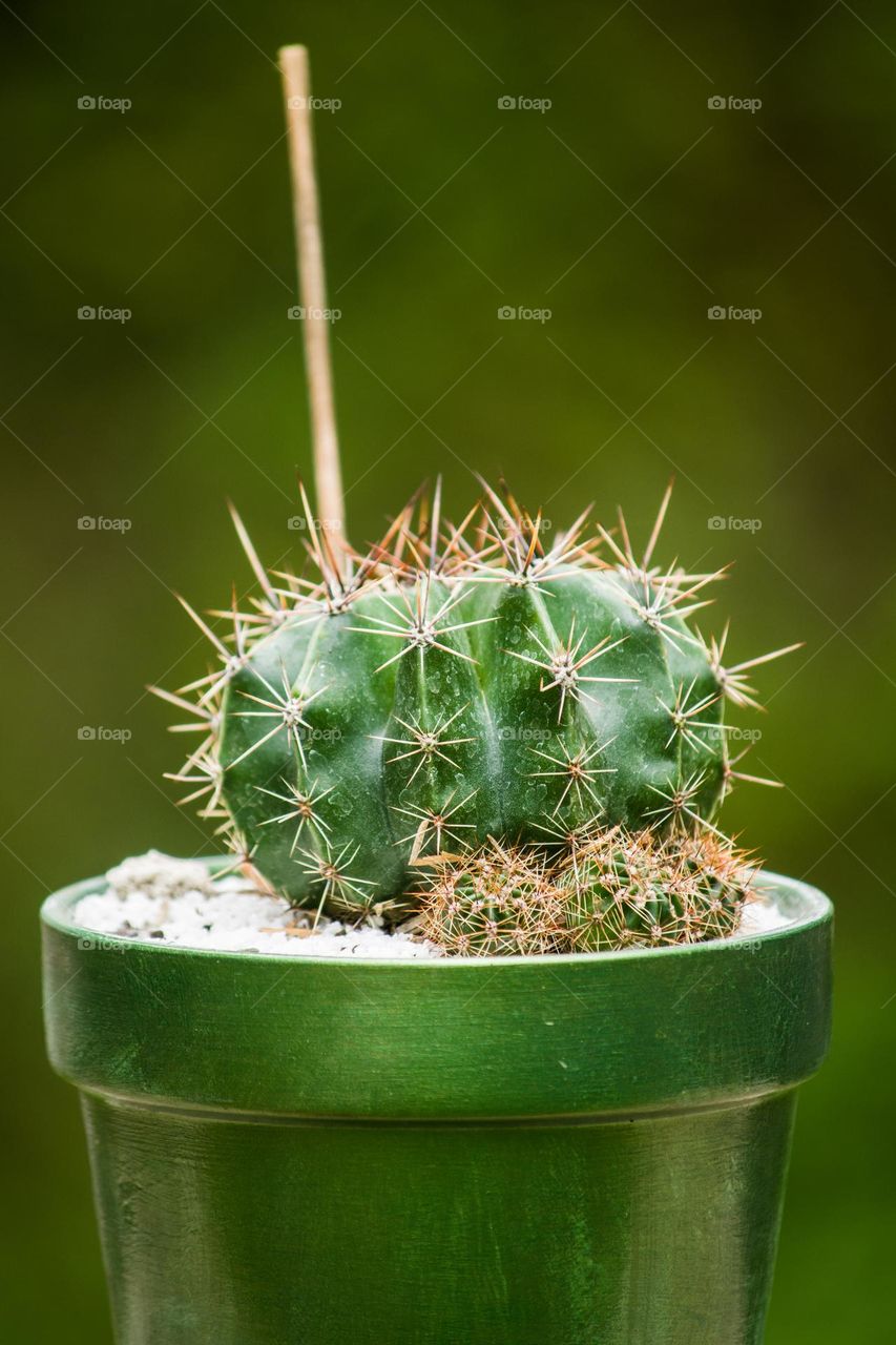 Cactus