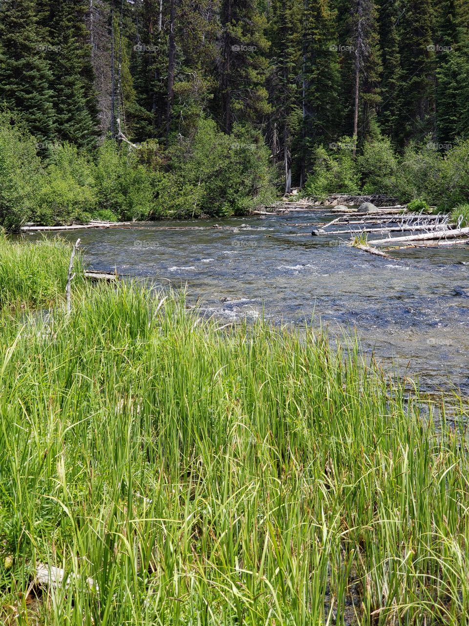 Thick wild grasses along the lush green banks of the Deschutes River running through the forests of Central Oregon on a sunny summer day.